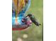Hummingbird feeding at 588 Mosaic Blvd, Daytona Beach, FL 32124