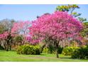 Lush green lawn with vibrant pink flowering trees at 11027 Cromwell Rd, Orlando, FL 32827