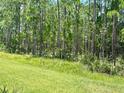 Large backyard with lush green grass and pine trees at 124 Cerise Ct, Daytona Beach, FL 32124