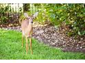 White-tailed deer in a lush green landscape at 10138 Chiltern Garden Dr, Orlando, FL 32827