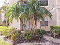 Condo patio with a large palm tree and green bushes at 1916 Lake Atriums Cir # 25, Orlando, FL 32839