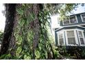 Large tree with lush foliage in front of a house at 806 Cypress Ave, Sanford, FL 32771