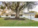 House with mature oak tree in front yard at 5105 Forestgreen W Dr, Lakeland, FL 33811