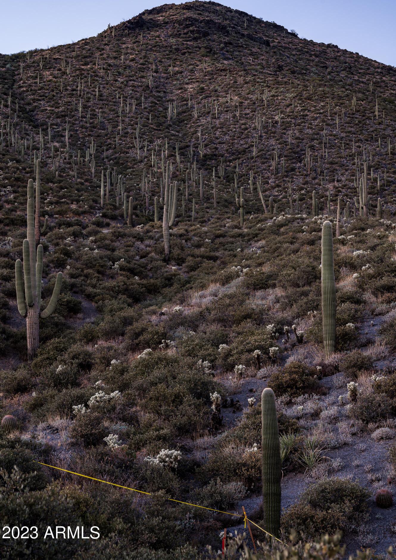 Photo #61