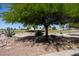 Landscaped yard with desert plants and a bench at 1972 S Clubhouse Dr, Casa Grande, AZ 85194