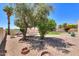 Landscaped backyard with gravel, mature trees, and garden area at 1247 E Marketplace Se Way, Phoenix, AZ 85048