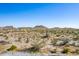 Desert lot with mountain views and cacti at 1973 W Brooke Ln, Queen Creek, AZ 85144