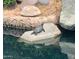 Turtle basking on a rock in a calm lake, highlighting serene waterfront at 1438 W Coral Reef Dr, Gilbert, AZ 85233