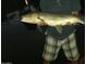Large carp caught from lake, highlighting abundant fishing opportunities at 1438 W Coral Reef Dr, Gilbert, AZ 85233