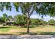 Expansive greenbelt with mature trees and grassy areas at 16245 W Culver St, Goodyear, AZ 85338