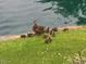 Mother duck and ducklings by the community pond at 2989 N 44Th St # 3036, Phoenix, AZ 85018