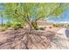 Single story home with tree and desert landscaping at 13747 W Nogales Dr, Sun City West, AZ 85375