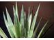 Close-up of a lush green plant with vibrant, pointed leaves at 37907 N 17Th Pl, Phoenix, AZ 85086