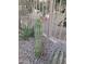 Landscaped backyard with various cacti and succulents at 44973 W Sandhill Rd, Maricopa, AZ 85139