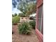Landscaped front yard with shrubs and trees at 14950 W Mountain View Blvd # 1111, Surprise, AZ 85374