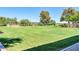 Large grassy backyard with mature trees and mountain views at 12313 W Essig Way, Peoria, AZ 85383