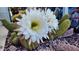 Stunning white cactus flowers in full bloom at 17200 W Bell Rd # 569, Surprise, AZ 85374