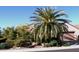 Landscaped front yard with a large palm tree and desert plants at 15576 W Coral Pointe Dr, Surprise, AZ 85374