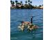 Canada goose with goslings swimming peacefully in a lake at 514 S Marina Dr, Gilbert, AZ 85233