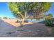 Large backyard with mature tree and gravel landscaping at 320 W Nopal Pl, Chandler, AZ 85224