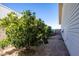 Side yard with citrus trees and gravel at 8183 W Raven Dr, Arizona City, AZ 85123