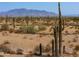 Wide view of Sonoran Desert landscape with saguaro cacti at 0 W Pima Rd, Maricopa, AZ 85139