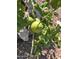 Close-up of a lemon tree with ripe fruit at 9204 N 58 Dr, Glendale, AZ 85302