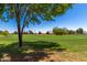 Green grass and trees surround a golf course with homes in the background at 1451 E Palm Beach Dr, Chandler, AZ 85249