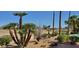 Mature desert landscaping with cacti and palms at 13302 W Serenade Cir, Sun City West, AZ 85375