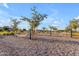 Relaxing area with multiple hammocks at 3902 W Ruby Way, Queen Creek, AZ 85142