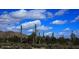 Stunning desert landscape featuring saguaro cacti under a blue sky at 19964 W Marshall Ave, Litchfield Park, AZ 85340