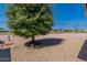 Landscaped backyard with a tree and golf course view at 2308 N Gayridge Rd, Mesa, AZ 85215