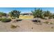 Landscaped backyard with circular lawn at 331 W Dundy St, San Tan Valley, AZ 85143