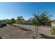 Landscaped backyard with mature trees at 331 W Dundy St, San Tan Valley, AZ 85143