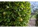 Lush citrus trees laden with ripening fruit at 20447 N 266Th Ave, Buckeye, AZ 85396