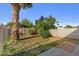 Backyard with a large palm tree and grass at 7428 E Carol Cir, Mesa, AZ 85208