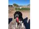 Community dog park with fenced area and grassy space at 650 N Hawes Rd # 3314, Mesa, AZ 85207