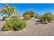 Landscaped backyard with mature trees and desert landscaping at 20026 N 106Th Ave, Sun City, AZ 85373