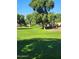 Expansive green space with mature trees in a community at 2028 E Devon Rd, Gilbert, AZ 85296