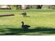 Peaceful lawn with two Canadian geese at 27789 N 129Th Ln, Peoria, AZ 85383