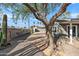 Backyard view showcasing mature tree and gravel landscaping at 1173 E Cordova Ave, Casa Grande, AZ 85122