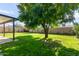 Spacious backyard with lush lawn and large shade tree at 8151 W Clarendon Ave, Phoenix, AZ 85033
