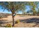 Desert landscape with cacti and a birdhouse on a tree at 30218 N 162Nd Way, Scottsdale, AZ 85262