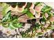 Branch of peach tree with many growing peaches at 15339 E Red Bird Rd, Scottsdale, AZ 85262