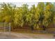 Lush yellow trees line a fence near a rock wall at 15339 E Red Bird Rd, Scottsdale, AZ 85262