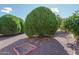 Landscaped backyard with mature trees and shrubs at 10829 W Hibiscus Dr, Sun City, AZ 85373