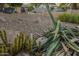 Landscaped front yard with gravel, cacti, and succulents at 24005 N 45Th Dr, Glendale, AZ 85310