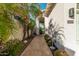 Pathway to the entrance lined with cacti and palm trees at 7538 E Tuckey Ln, Scottsdale, AZ 85250