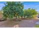 Mature citrus trees laden with fruit in the backyard at 3401 N Dakota St, Chandler, AZ 85225