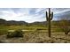 Stunning desert golf course view with saguaro cactus at 2949 N Acacia Way, Buckeye, AZ 85396